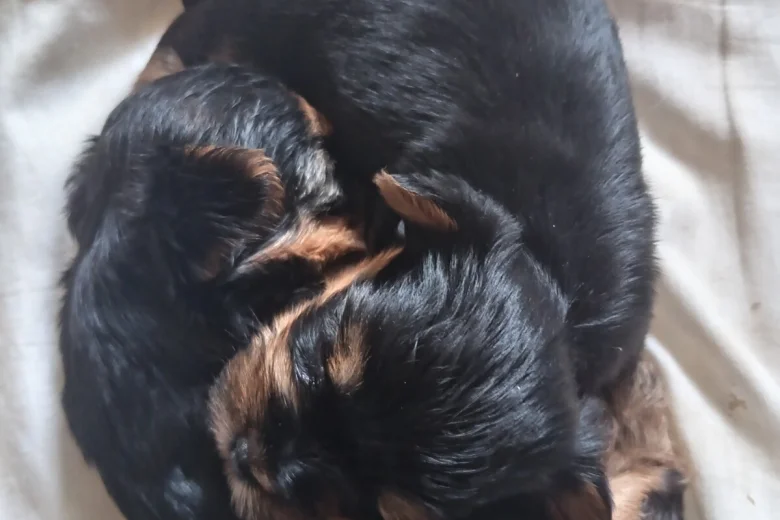Yorkshire Terrier