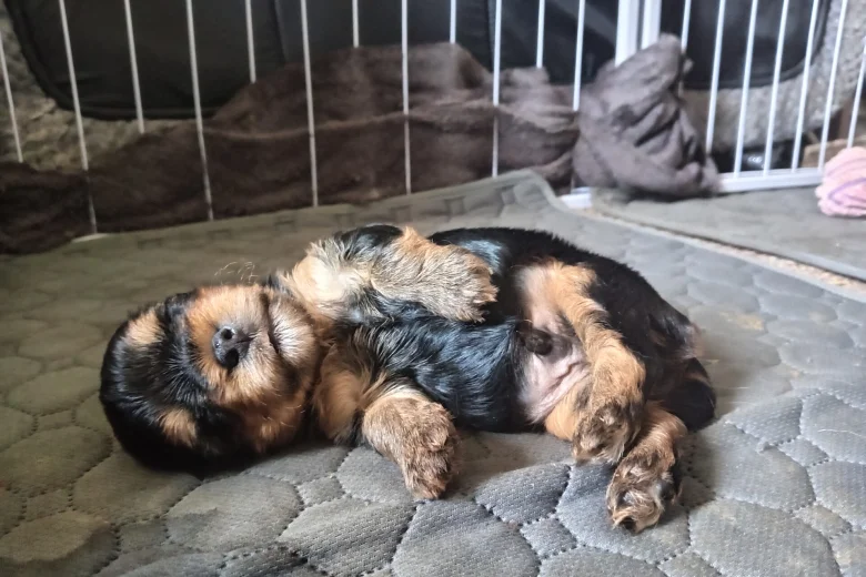 Yorkshire Terrier