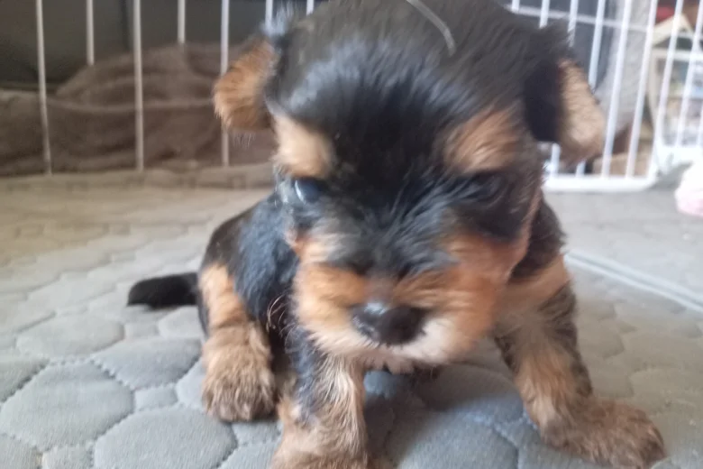 Yorkshire Terrier