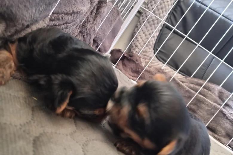 Yorkshire Terrier