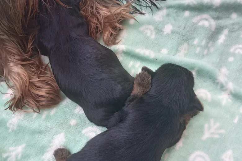 Yorkshire Terrier