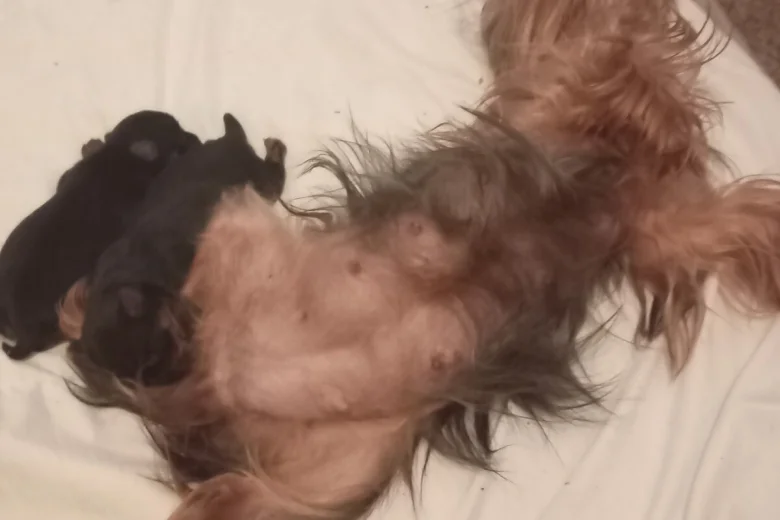 Yorkshire Terrier