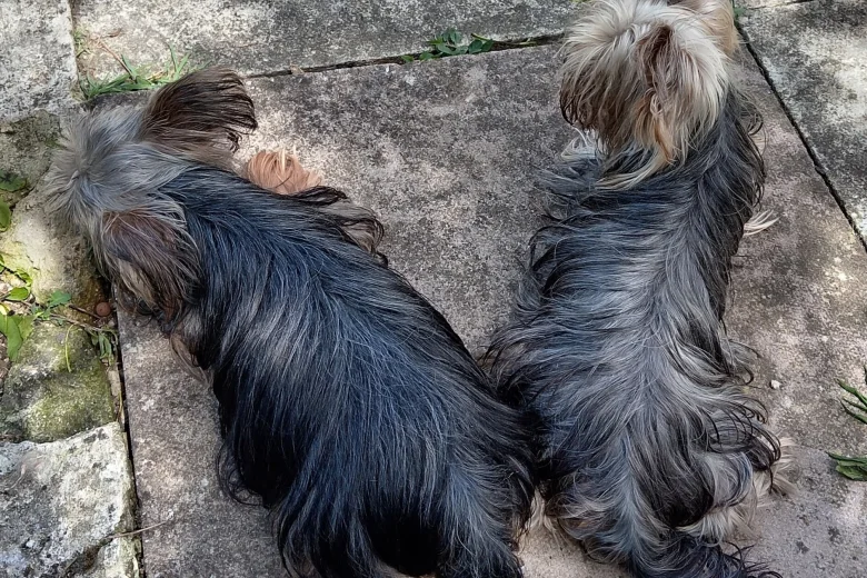 Yorkshire Terrier