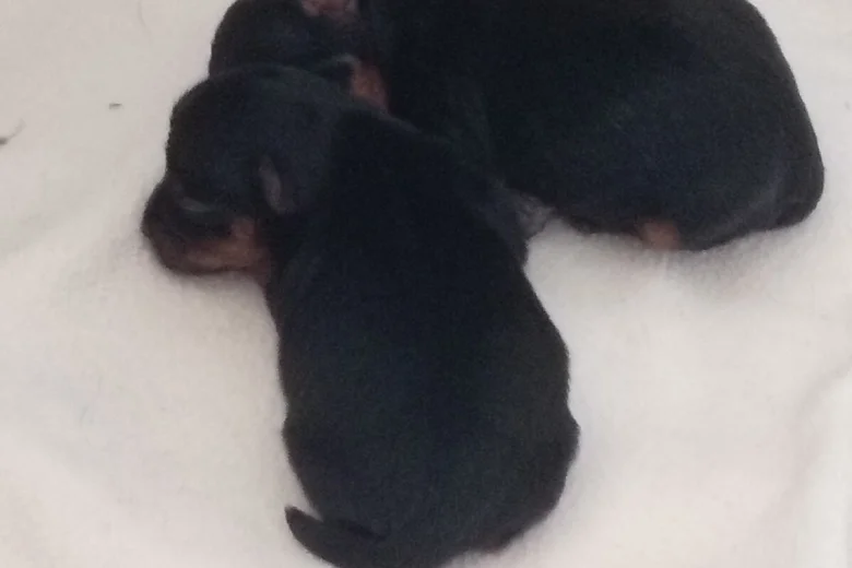 Yorkshire Terrier