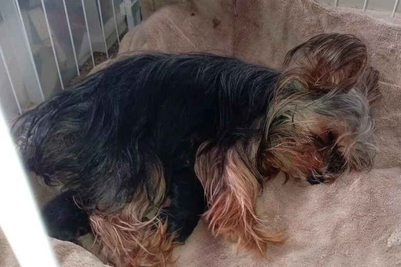 Yorkshire Terrier