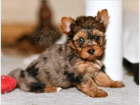 Yorkshire Terrier