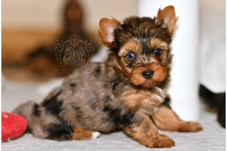 Yorkshire Terrier