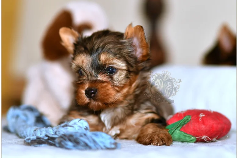 Yorkshire Terrier