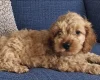 Cockapoo