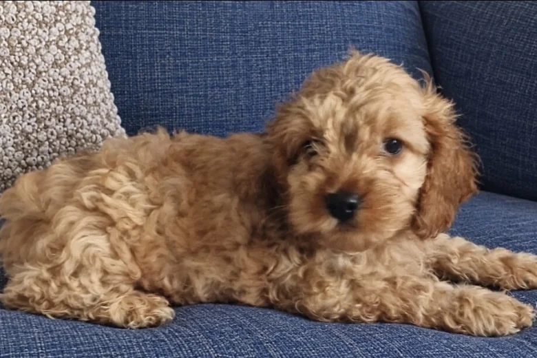 Cockapoo