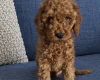 Cockapoo