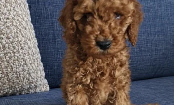 Cockapoo