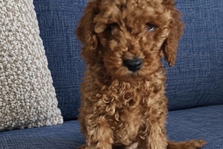 Cockapoo