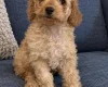 Cockapoo