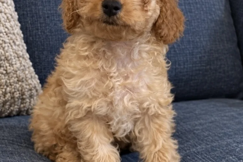 Cockapoo