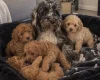 Cockapoo