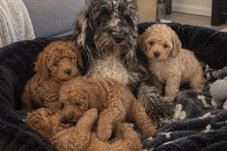 Cockapoo