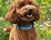 Cockapoo