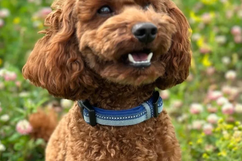Cockapoo