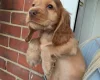Cocker Spaniel (Show)