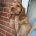 Cocker Spaniel (Show)