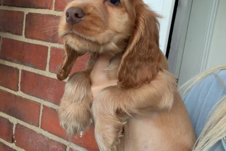 Cocker Spaniel (Show)
