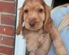 Cocker Spaniel (Show)