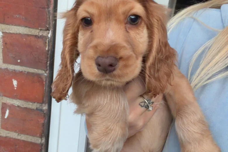 Cocker Spaniel (Show)