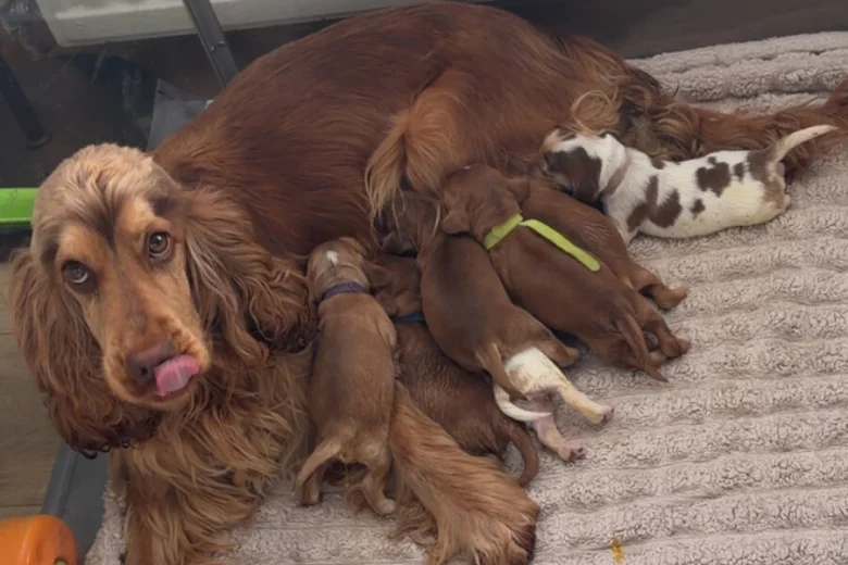 Cocker Spaniel (Show)