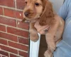 Cocker Spaniel (Show)