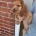 Cocker Spaniel (Show)