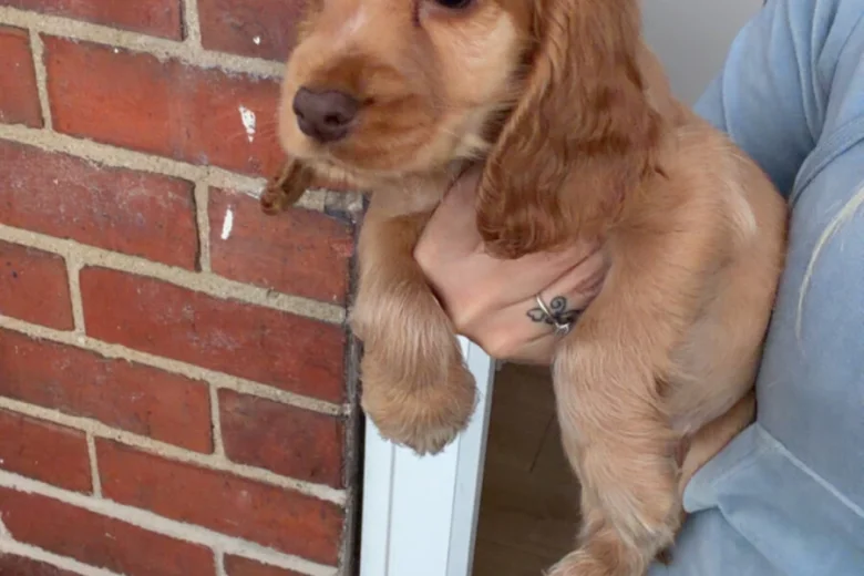 Cocker Spaniel (Show)