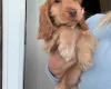 Cocker Spaniel (Show)