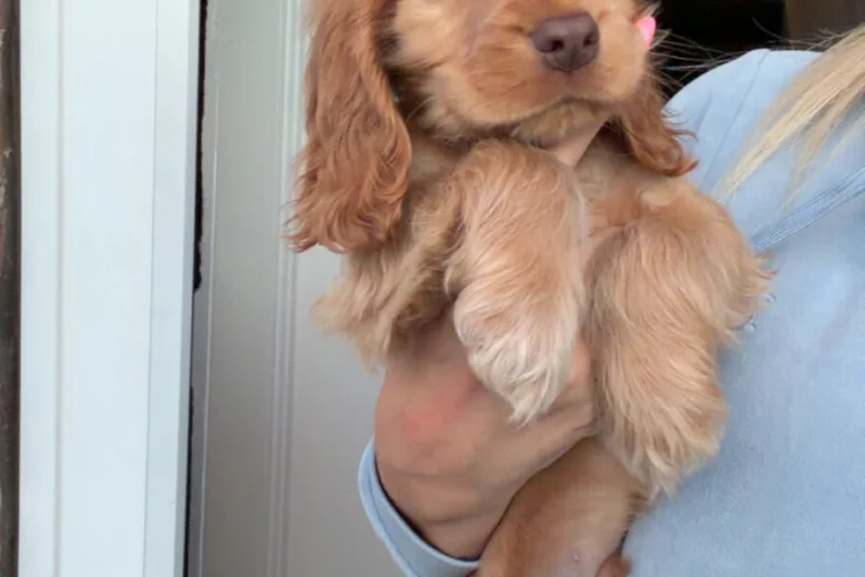 Cocker Spaniel (Show)