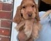 Cocker Spaniel (Show)
