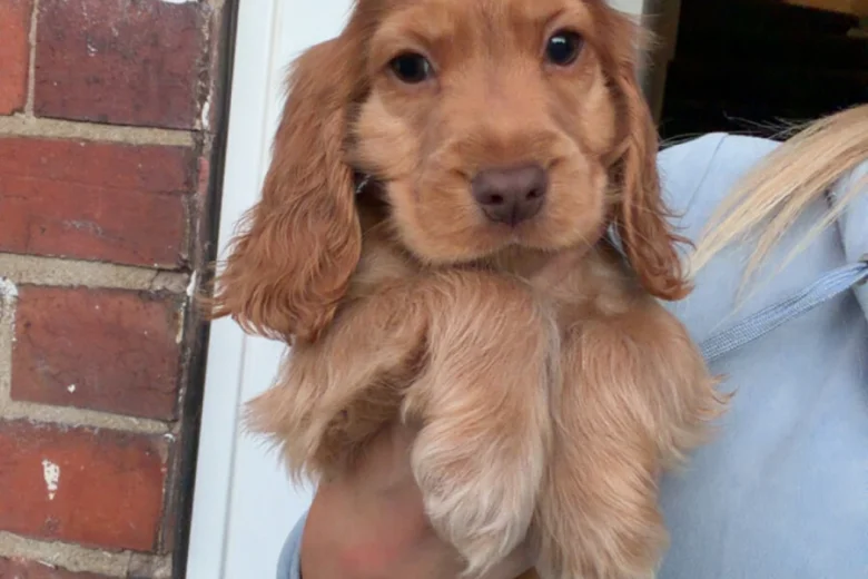 Cocker Spaniel (Show)