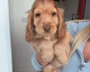 Cocker Spaniel (Show)