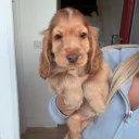 Cocker Spaniel (Show)