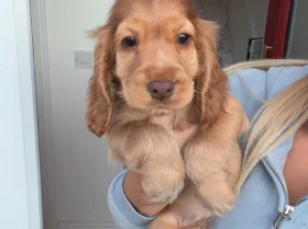 Cocker Spaniel (Show)
