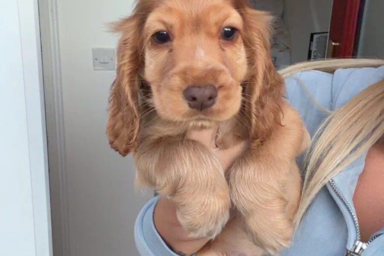 Cocker Spaniel (Show)