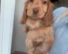 Cocker Spaniel (Show)