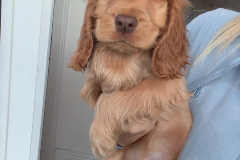 Cocker Spaniel (Show)