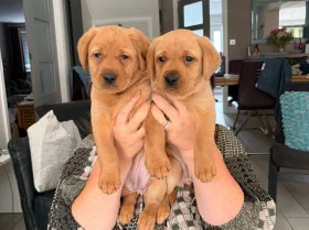 Labrador Retriever