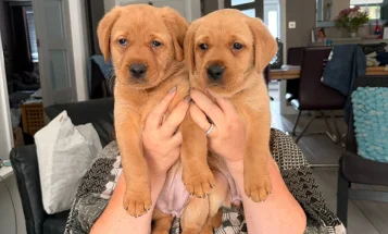 Labrador Retriever