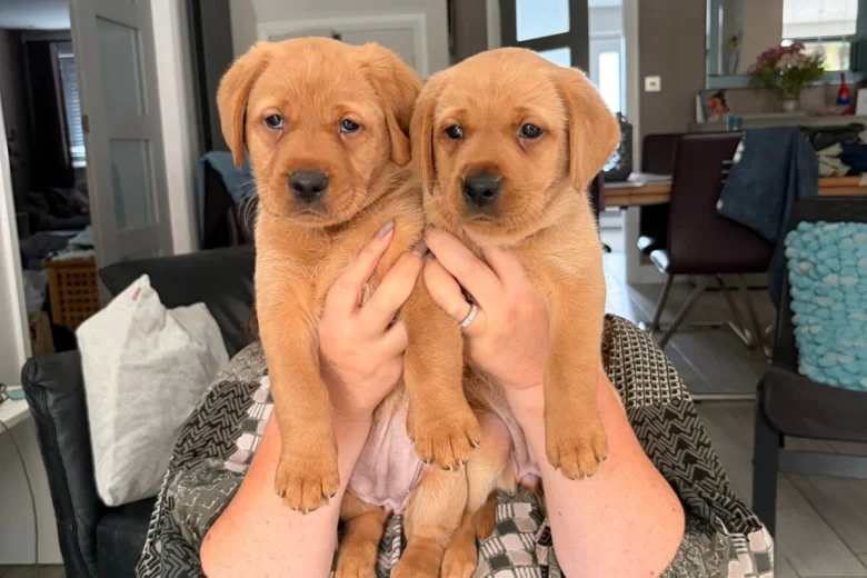 Labrador Retriever