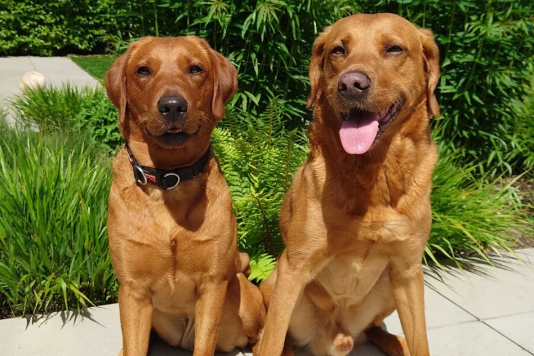 Labrador Retriever