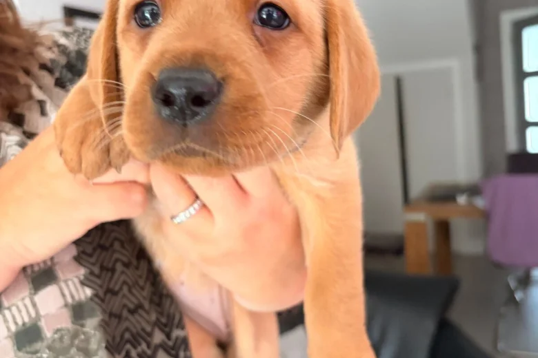 Labrador Retriever