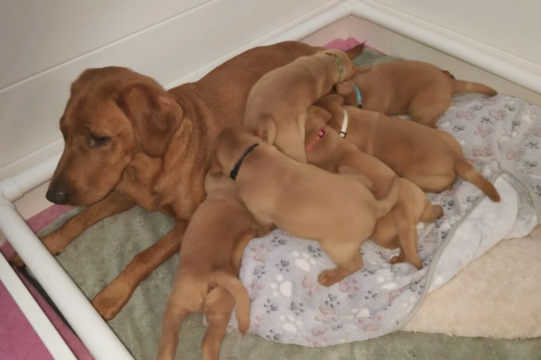 Labrador Retriever