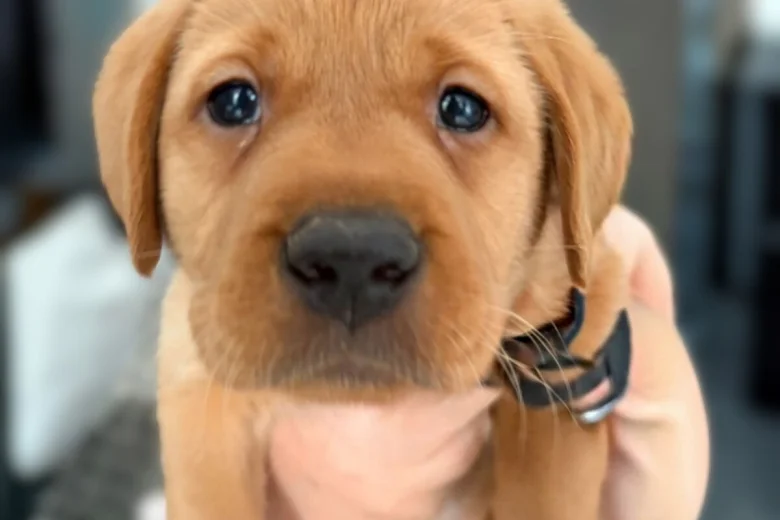 Labrador Retriever