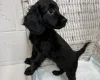 Cockapoo